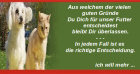 Gesundes im Napf: Katzenfutter