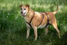 HALLE - Pinscher-Mix - 7 Jahre - Tierhilfe-Franken e.V.
