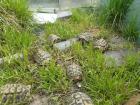 Griechische Landschildkröten Männlich 7 bis 9 Jahre alt