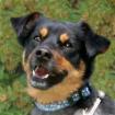 LEGO - Pinscher-Mix - 5 Jahre - Tierhilfe-Franken e.V.