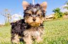 Unsere kleine Yorkshire Terrier Welpen suchen ein tolles neues Zuhause !