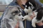 Siberian Husky Welpen Sibirische Huskywelpen