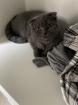 Scottish fold Dame 11 Monate alt abzugeben 