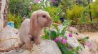 Minilop, Mini Lop, Zwergwidder, Zwergkaninchen, Miniwidder