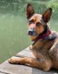 SHAWNY - Schäfer-Mix - 7 Jahre - Tierhilfe-Franken e.V.