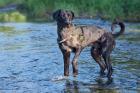 KENAI - Doggen-Mix - 2 Jahre - Tierhilfe-Franken e.V.