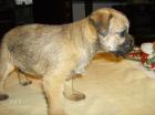 BORDER TERRIER WELPEN