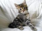 Reinrassiges Maine Coon Katzenbabys