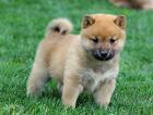 Shiba Inu Welpen Luff