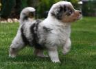 Wunderschöne Liebevoller Reinrassige Traumhafte Australian Shepherd 7 reinrassig