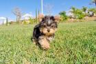 Unsere kleine Yorkshire Terrier Welpen suchen ein tolles neues Zuhause !.