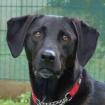 MISTY - Mix - 5 Jahre - Tierhilfe-Franken e.V.