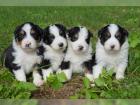 Australian Sheperd Welpen in allen Farben, mit ASCA Papieren