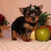 Gesundes Yorkshire Terrier Welpen