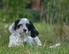 English Setter Welpe Basil