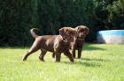 Labrador- Boxer-Weimaraner Welpen