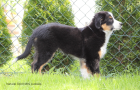    Black tri Mini Australian Shepherd Rüde mit Papieren abzugeben!   