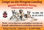 Biewer-Yorkshire-Terrier Welpen mit Papieren