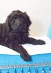 Zauberhafte Blackdoodle ( Goldendoodle) Welpen abzugeben