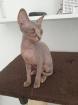 Canadische Sphynx Kitten Mädchen abholbereit