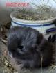 Chinchilla Babys (Angora / Angoraträger) suchen ein Zuhause