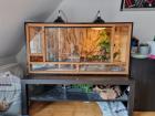 Terrarium mit Zubehör und Kornnatter zu verkaufen