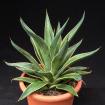 Agave winterhart, Yucca winterhart, Palme winterhart