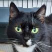 LINA - weiblich  9 Jahre  europäische Kurzhaarkatze  Gechipt  Kastriert