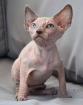 Can. Sphynx Kitten