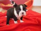 Süßer Boston Terrier Welpen zu verkaufen (8 Wochen alt - Rüde)