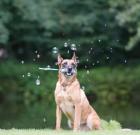 Workshops der Hundeakademie einzigartig