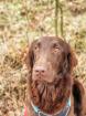 Wurfplanung Flat Coated Retriever im Herbst 2024