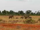 Safari in Kenia - Safari Tsavo Ost