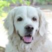 WHITHE AMY - weiblich 9 Jahre 55 cm 36 kg Golden Retriever Gechipt Kastriert Mit