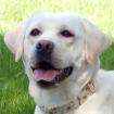 JUNA - weiblich  1 Jahr  54 cm  26 kg  Labrador Retriever reinrassig  Gechipt
