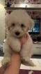 Goldendoodle Medium   Samojede