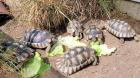 Testudo Marginata NZ 2024