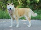 Toya - Akita Inu Mix - lieb, verträglich