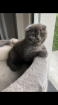 Scottish fold Kitten weiblich grau blau 