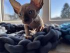 Reinrassige Canadian Sphynx Kitten mit Tasthaaren