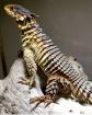 1.1 Sungazer lizard ( Smaug Giganteus)
