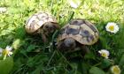 Griechische Landschildkröten