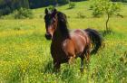 Biete Reitbeteiligung im Kinzigtal