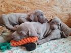 Weimaraner Welpen blau und silber