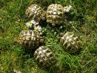 Weibliche Griechische Landschildkröten