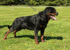 Rottweilerwelpen werden erwartet