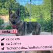 Tanka (w), 2 Jahre, 65 cm, Slowakei