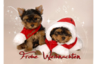 Yorkshire Terrier welpen