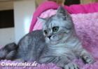 Britisch Kurzhaar Kater in blue silver tabby