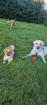 Liebevoll + bezahlbar Hundebetreuung + Gassi service mit Herz & Erfahrung